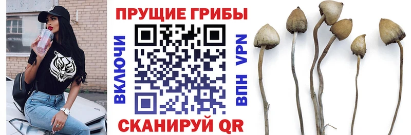 Псилоцибиновые грибы Psilocybe  Купить где  Красновишерск 